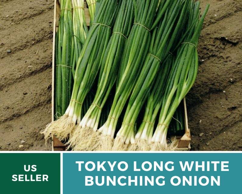 Onion, Tokyo Long White Bunching – 200 Seeds – Heirloom – Non-GMO (Allium cepa)