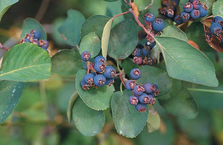 Saskatoon Serviceberry, Amelanchier alnifolia, Seeds