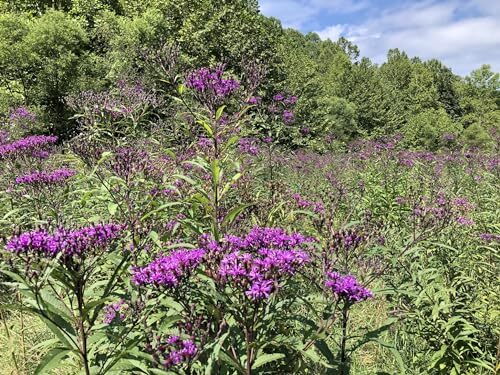 Ironweed- Vernonia Fasciculata- 200 Seeds