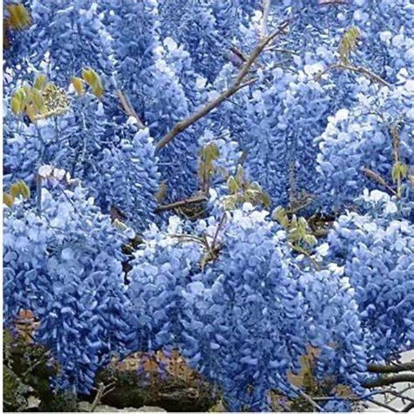 5 Wisteria Seeds Vine Climbing Flower Perennial Flowers US SELLER “Blue Chinese”