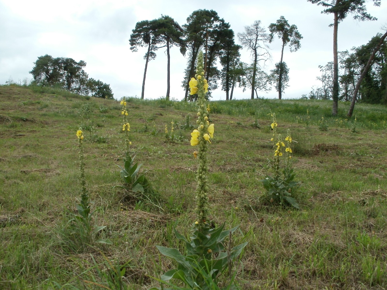 1000 Mullein Seeds – Verbascum thapsus – Herb – Great Mullein