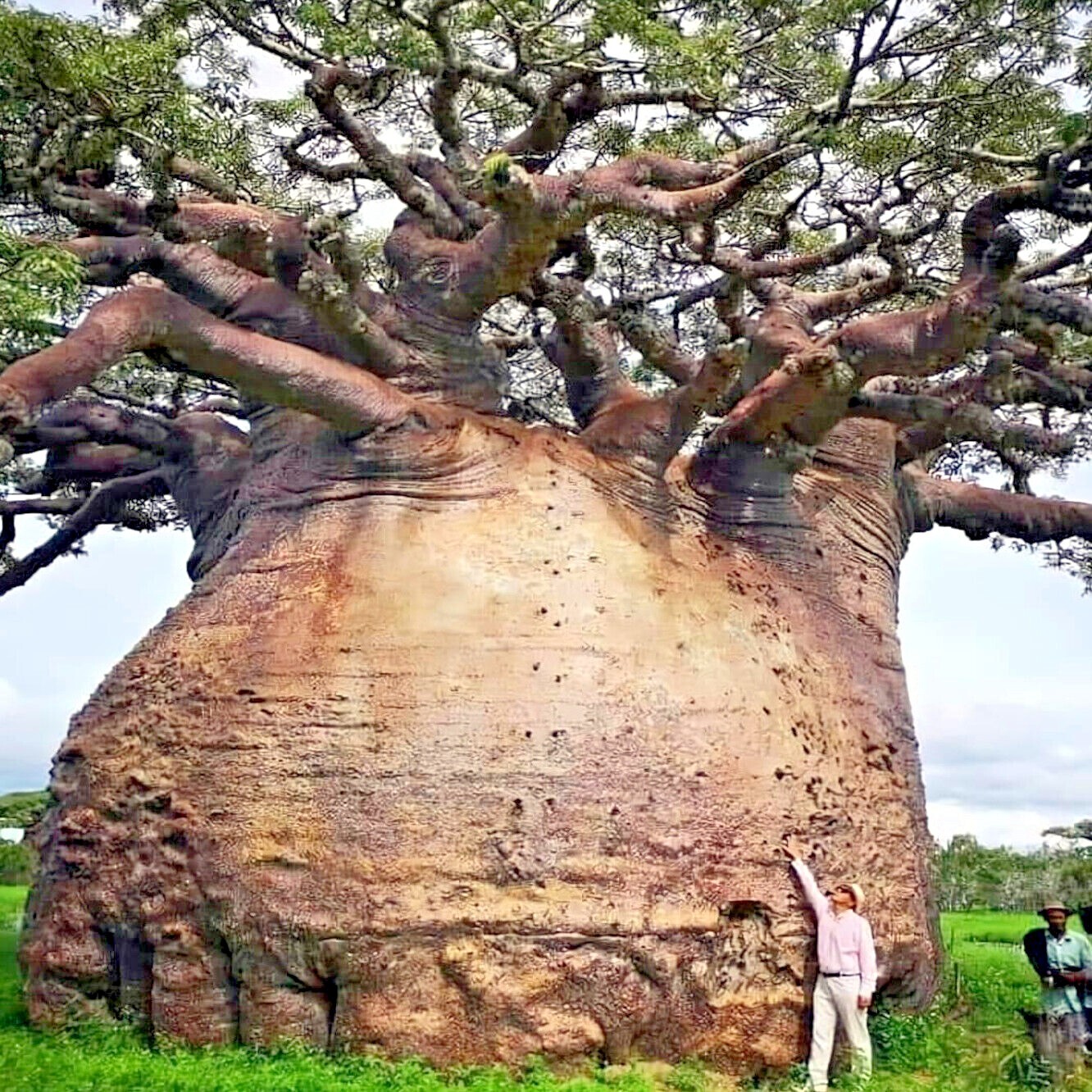 5 Baobab Seeds Adansonia digitata “Tree of Life” Rare Monkey Bread Bonsai Plant