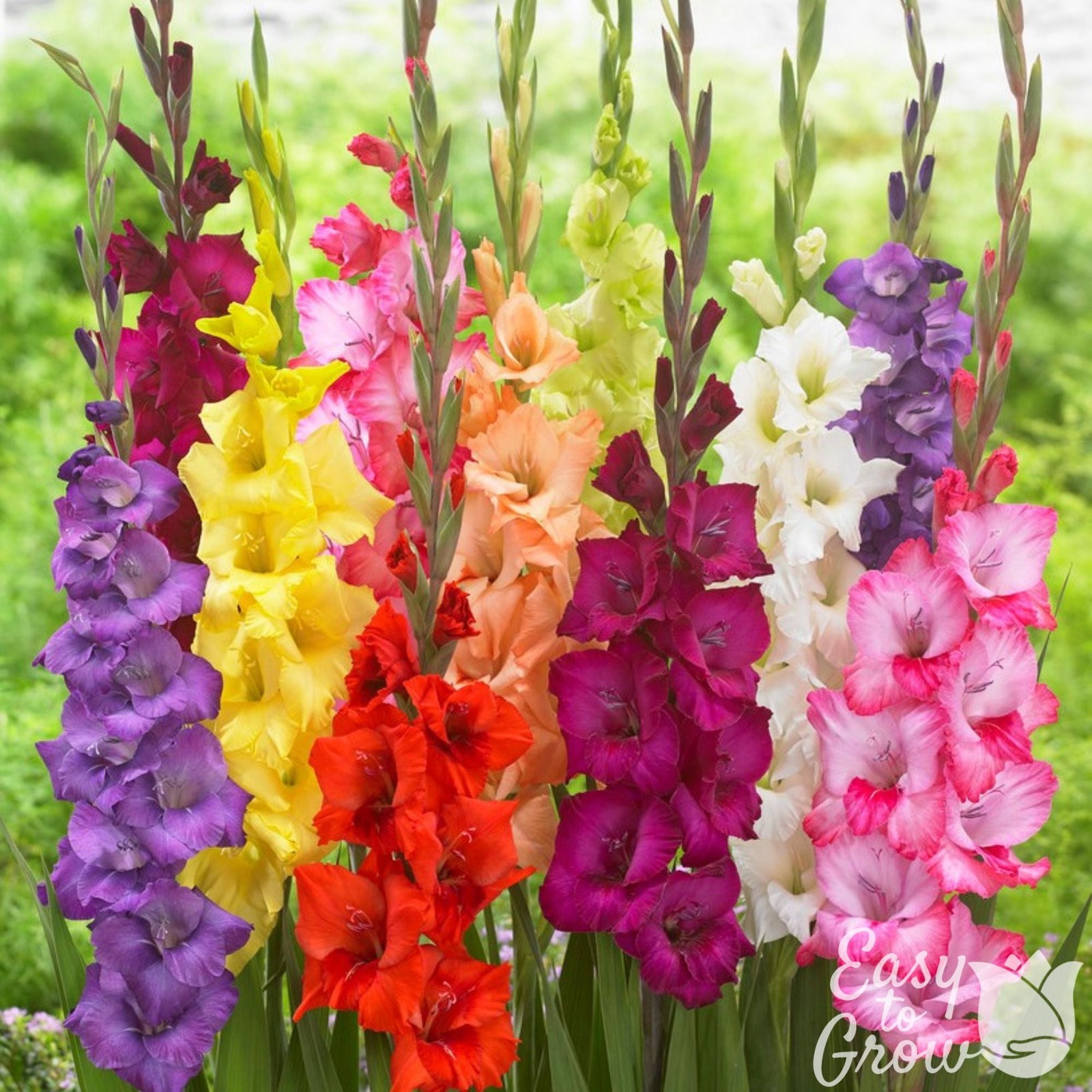 Gladiolus Artistic Arrangers Mix 40 Flower Bulbs – Summer Colorful Blooms in Sun