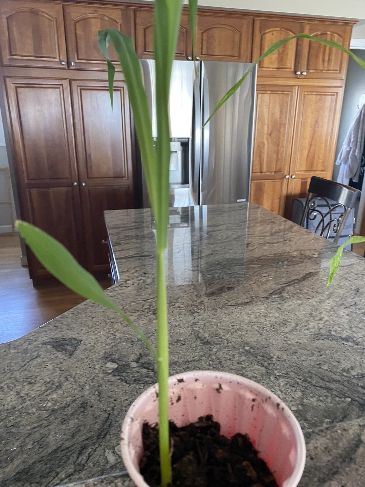 Glass Gem Ornamental Corn, Rainbow Color corn plants