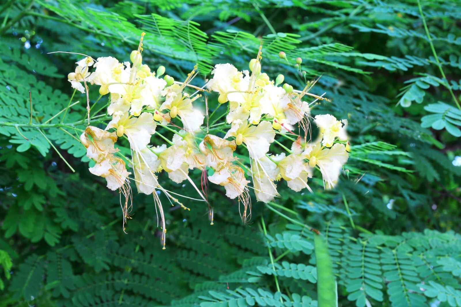 Tropical Seeds -White Peacock Flower- 5 Seeds-Caesalpinia