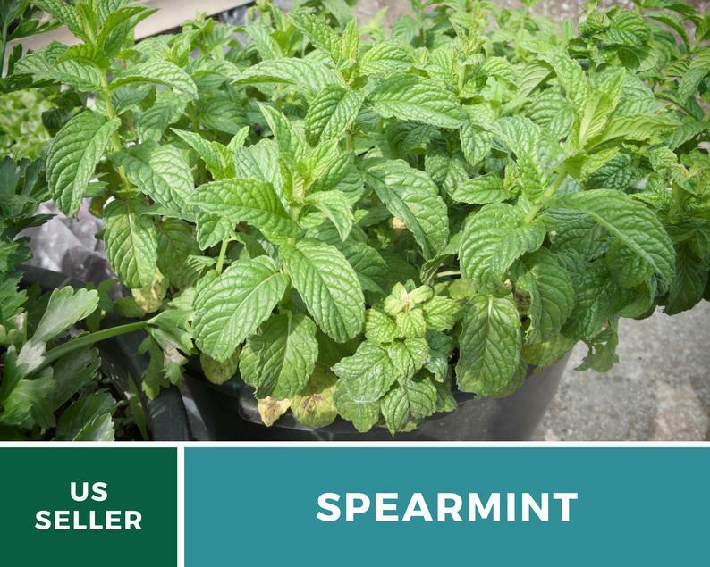 Spearmint – 250 Seeds – Medicinal & Culinary Herb – Heirloom GMO Free