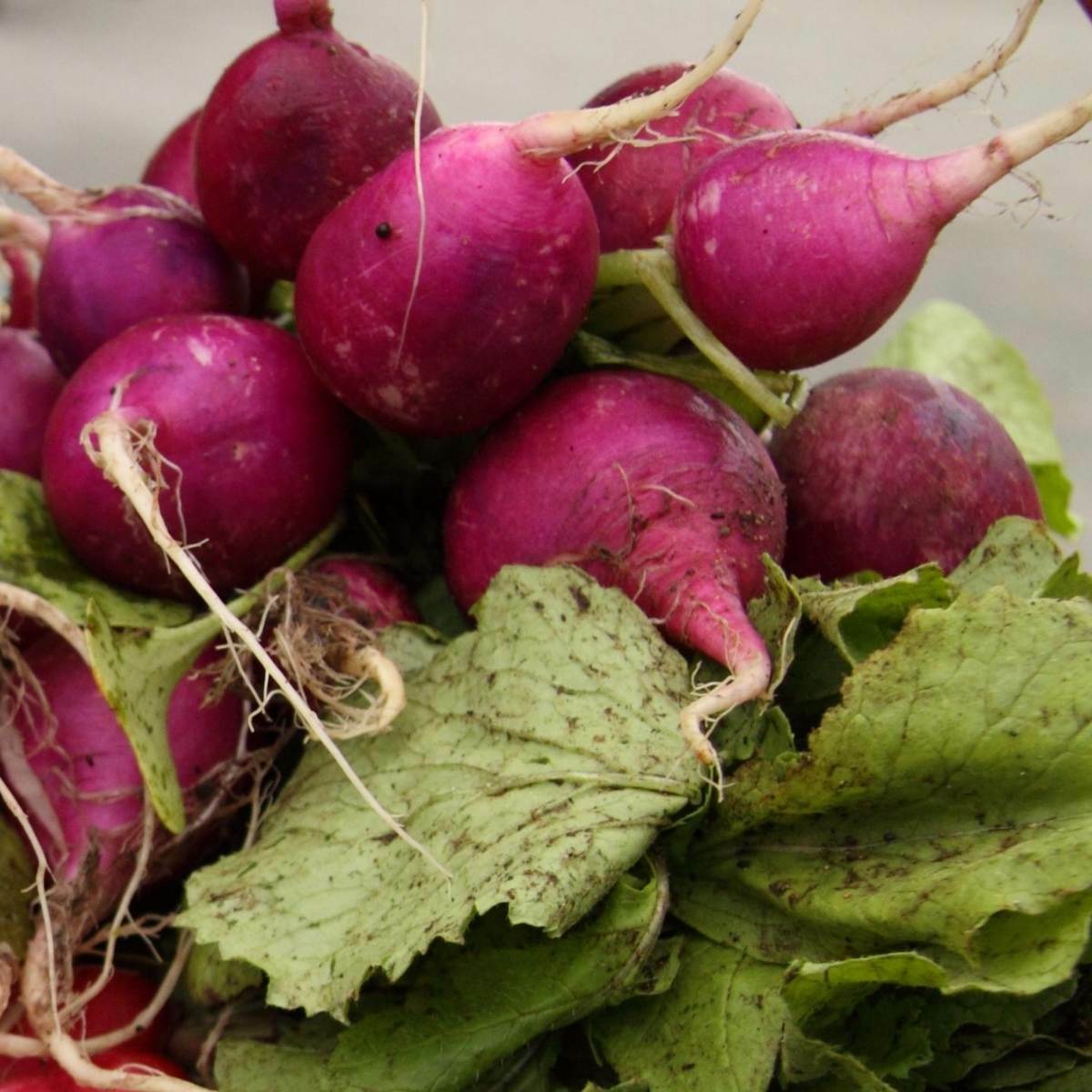 Purple Plum Radish Seeds 200 Ct Vegetable Garden Heirloom NON-GMO FREE SHIPPING