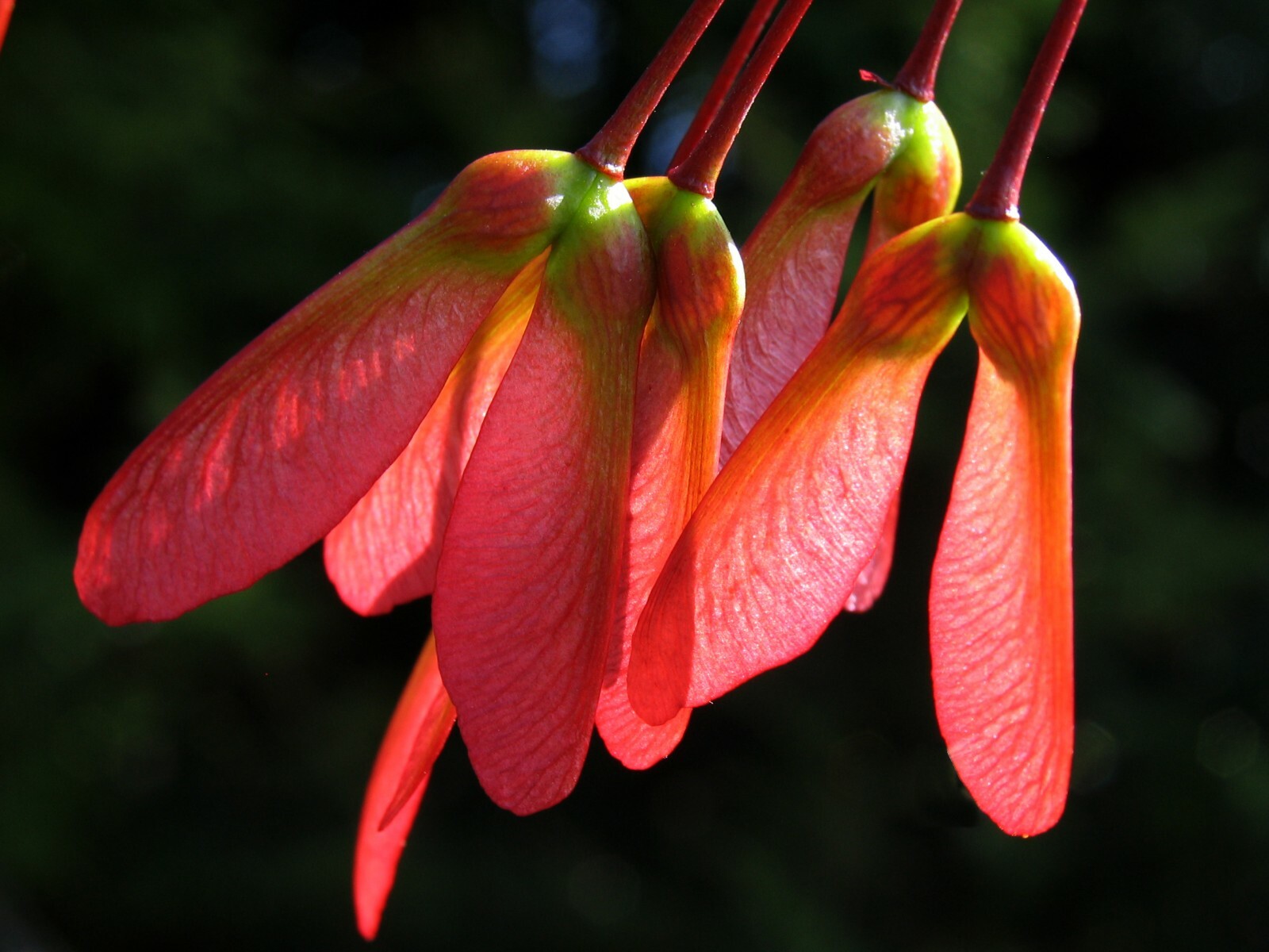 Red Maple, Acer rubrum, (Northern Source) Tree Seeds (Fast, Fall Colors)