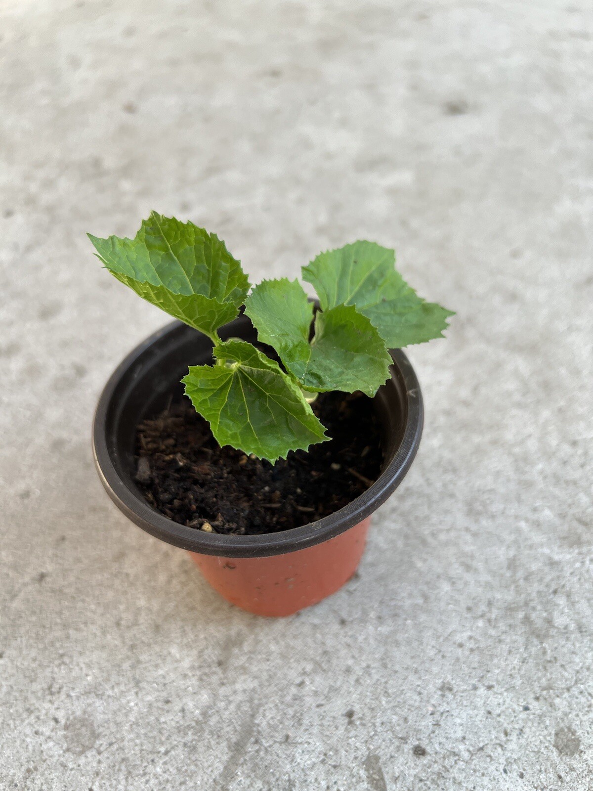 BitterMelon Starter Plant With Pot Ready To Plant