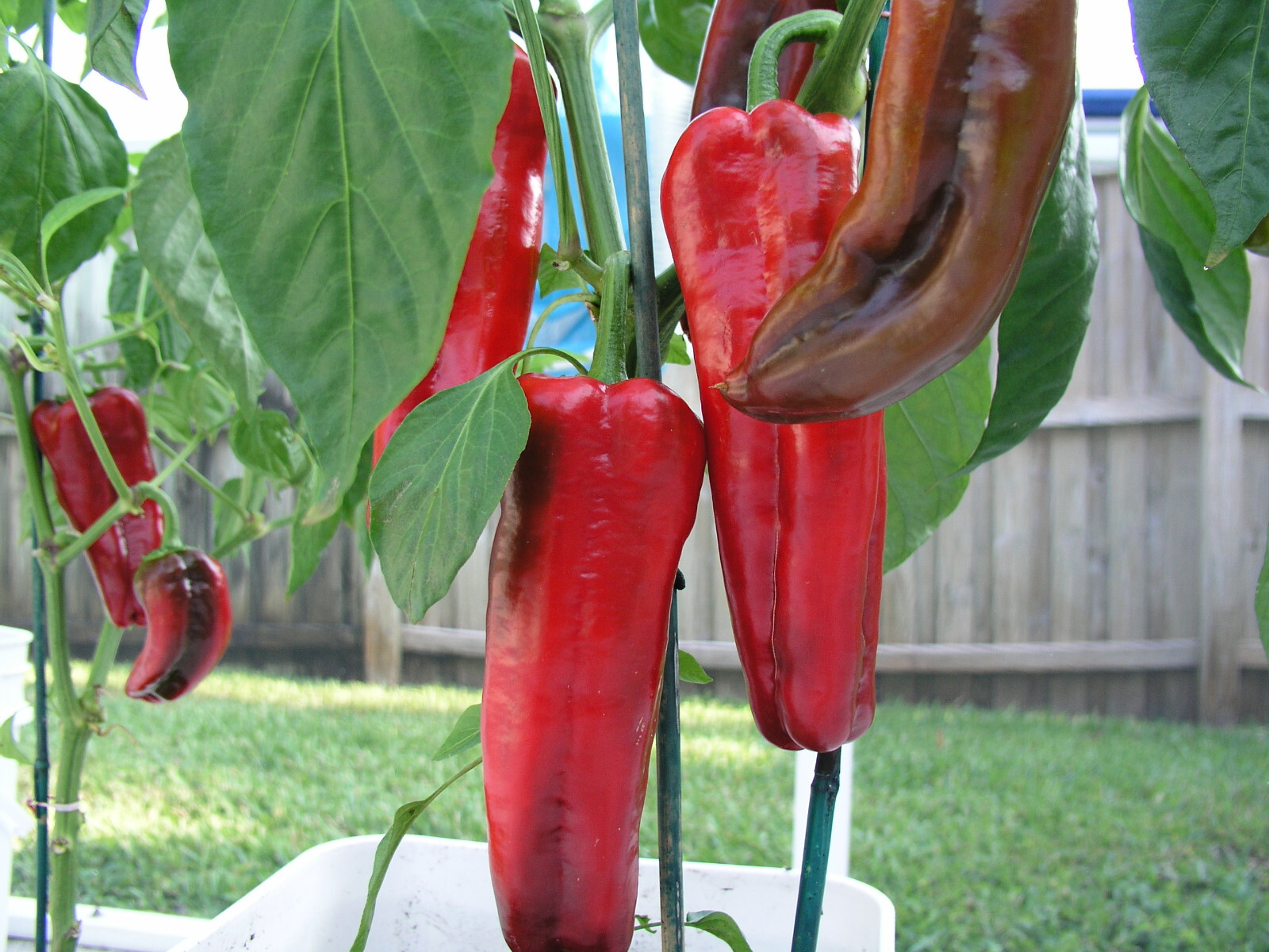 Marconi Red Sweet Pepper Seeds (20) / FLORIDA GROWN / XL / Fantastic flavor