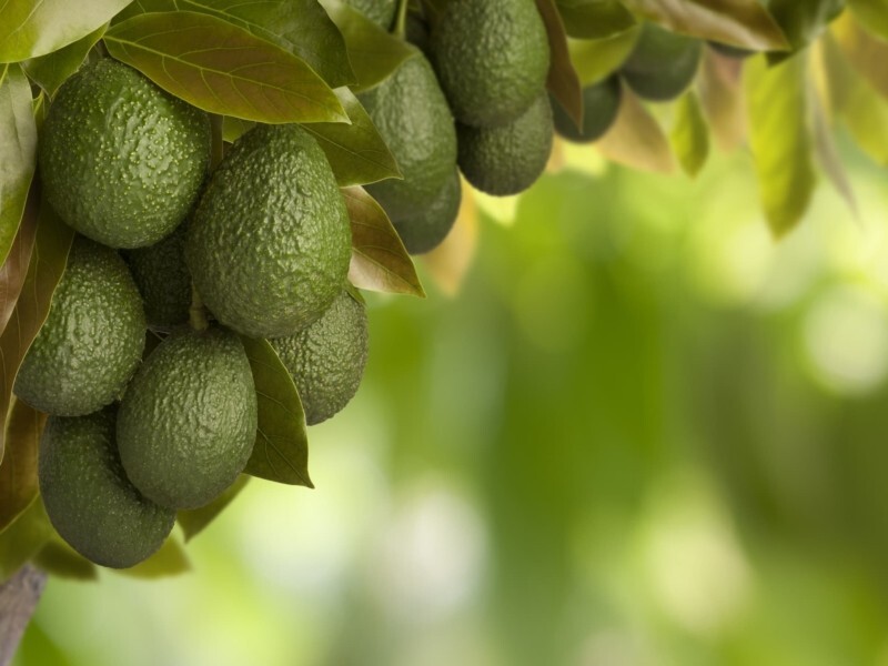Fantastic Avocado- 3 cuttings, easy to grow-Cold-Hardy