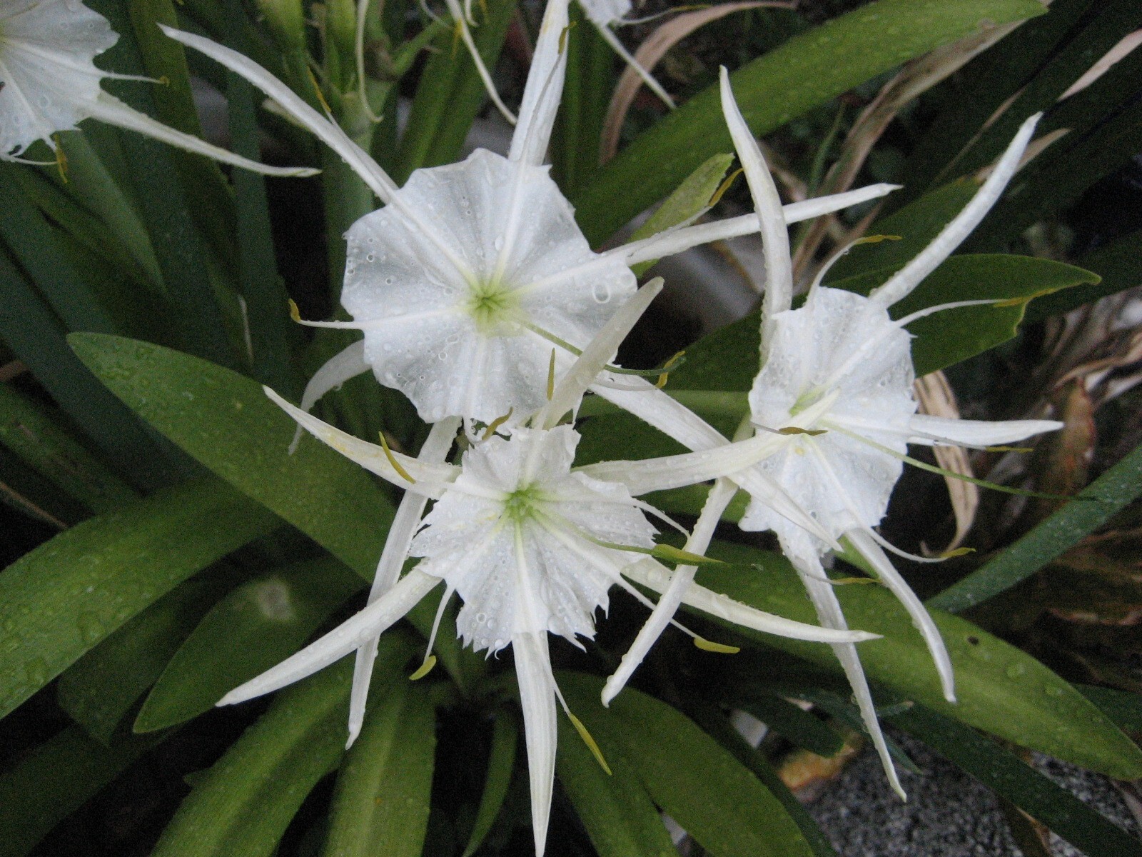 Spider Lily, Peruvian Daffodil Hymenocallis festalis 3 ML bulb