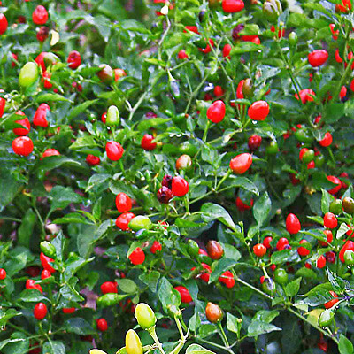 CHILE PEQUIN,BIRD EYE HOT PEPPER SEEDS. (40+ SEEDS)