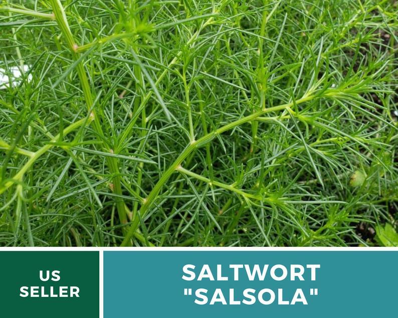 Saltwort – Salsola – 50 Seeds – Culinary & Medicinal Herb – GMO Free