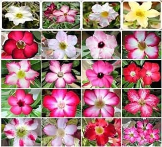 20 Desert Rose Seeds for Planting Mixed Color Ready to Grow Adenium Obesum Se…