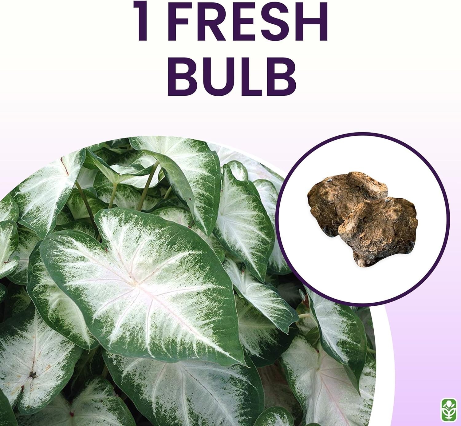 Heirloom Fancy Leaf Caladium Bulbs – Stunning Large Root Plant for Gardens