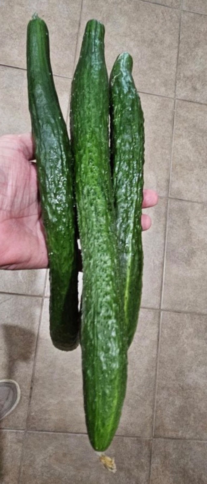 20 Fresh China Jade Burpless Cucumber Seeds, Parthenocarpic, Disease Resistance