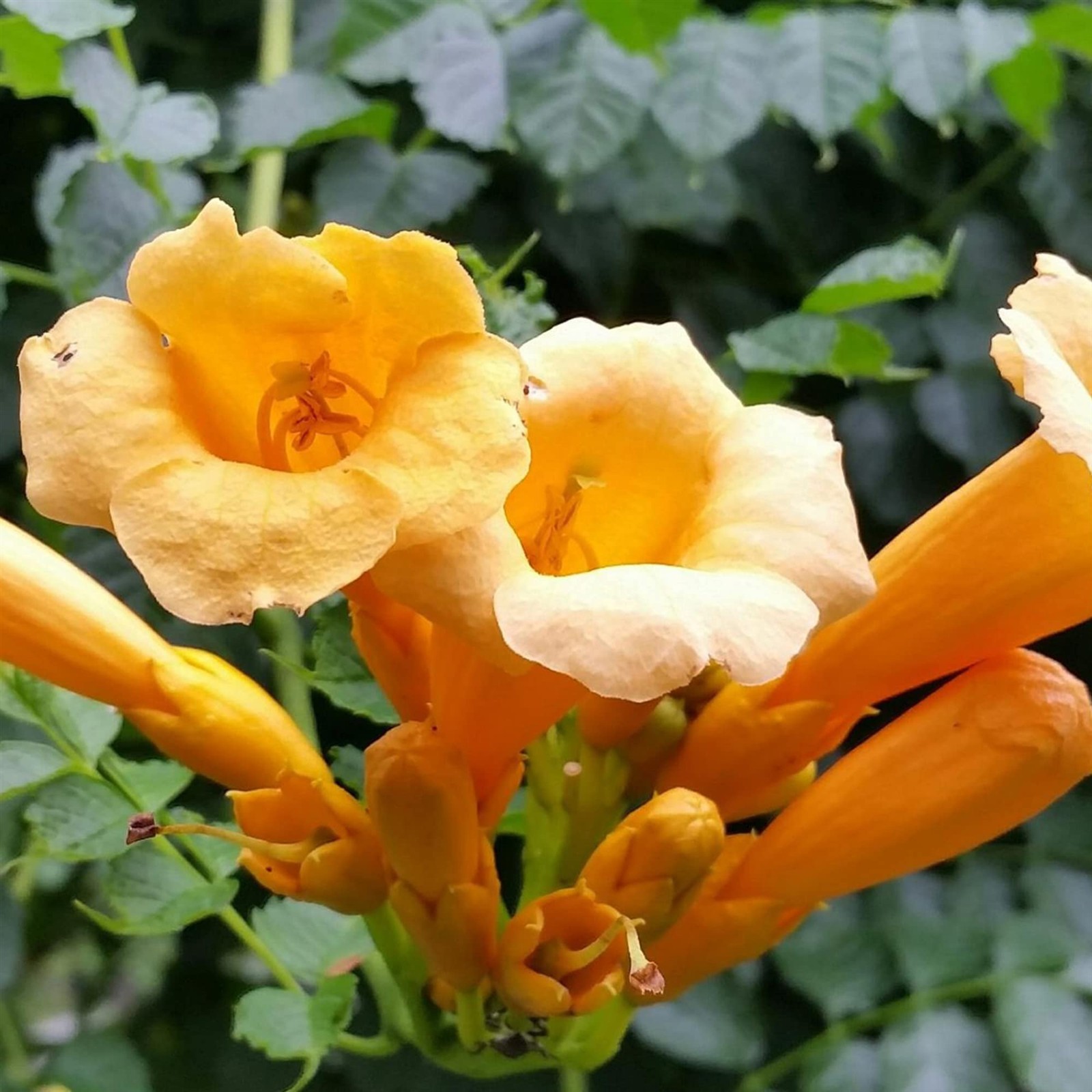 Campsis radicans Judy | Trumpet Vine | 50_Seeds