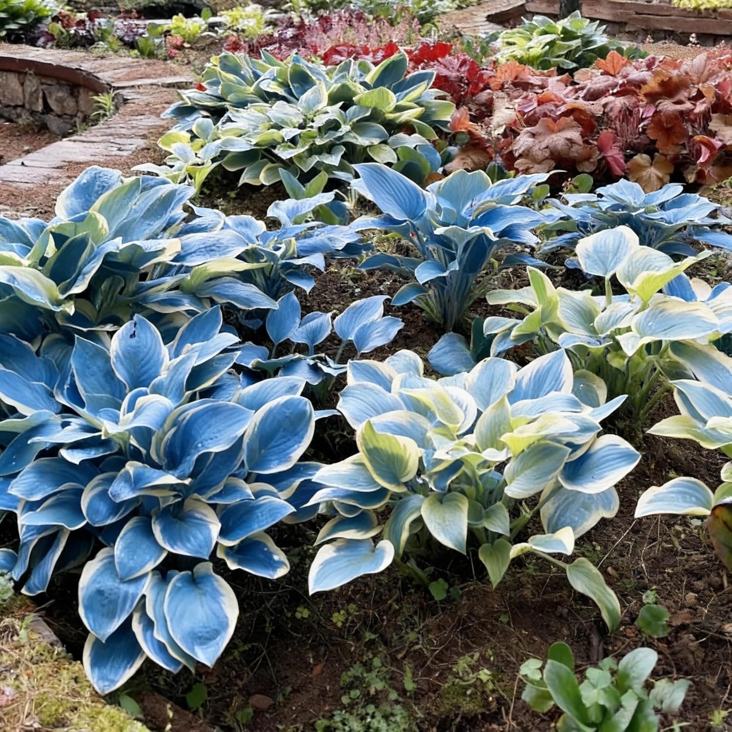Mixed Color Hosta Seeds – 300+ Perennial Seeds for Outdoor Shade Gardens