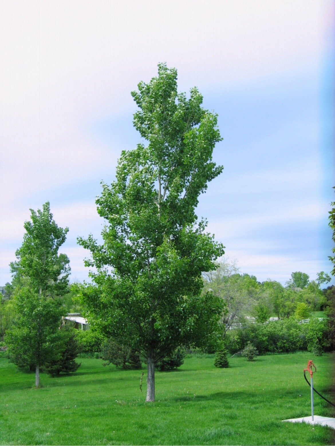 Cottonwood Tree, 1 year old healthy plant, Populus Fremontii 8-12 inches tall
