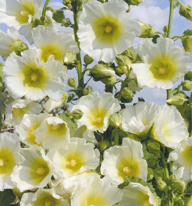 25 Akeca Rugosa Hollyhock Seeds Perennial Flower Seed Flowers US SELLER