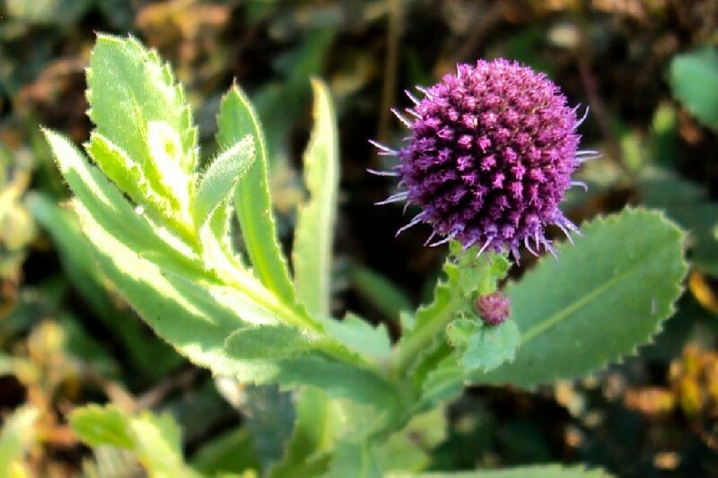 Sphaeranthus indicus | Munditika | Mundi | Shravana | Bhikshu | 50_Seeds