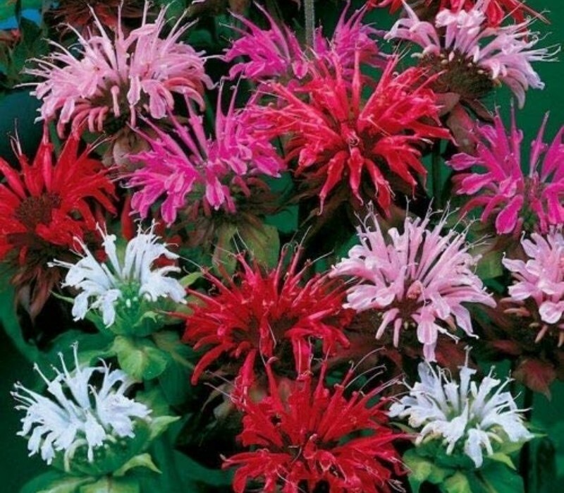 20 + Bee Balm Mixed Flower Seeds USA seller