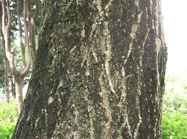 Chinese Wingnut, Pterocarya stenoptera, Tree Seeds (Fast, Showy)
