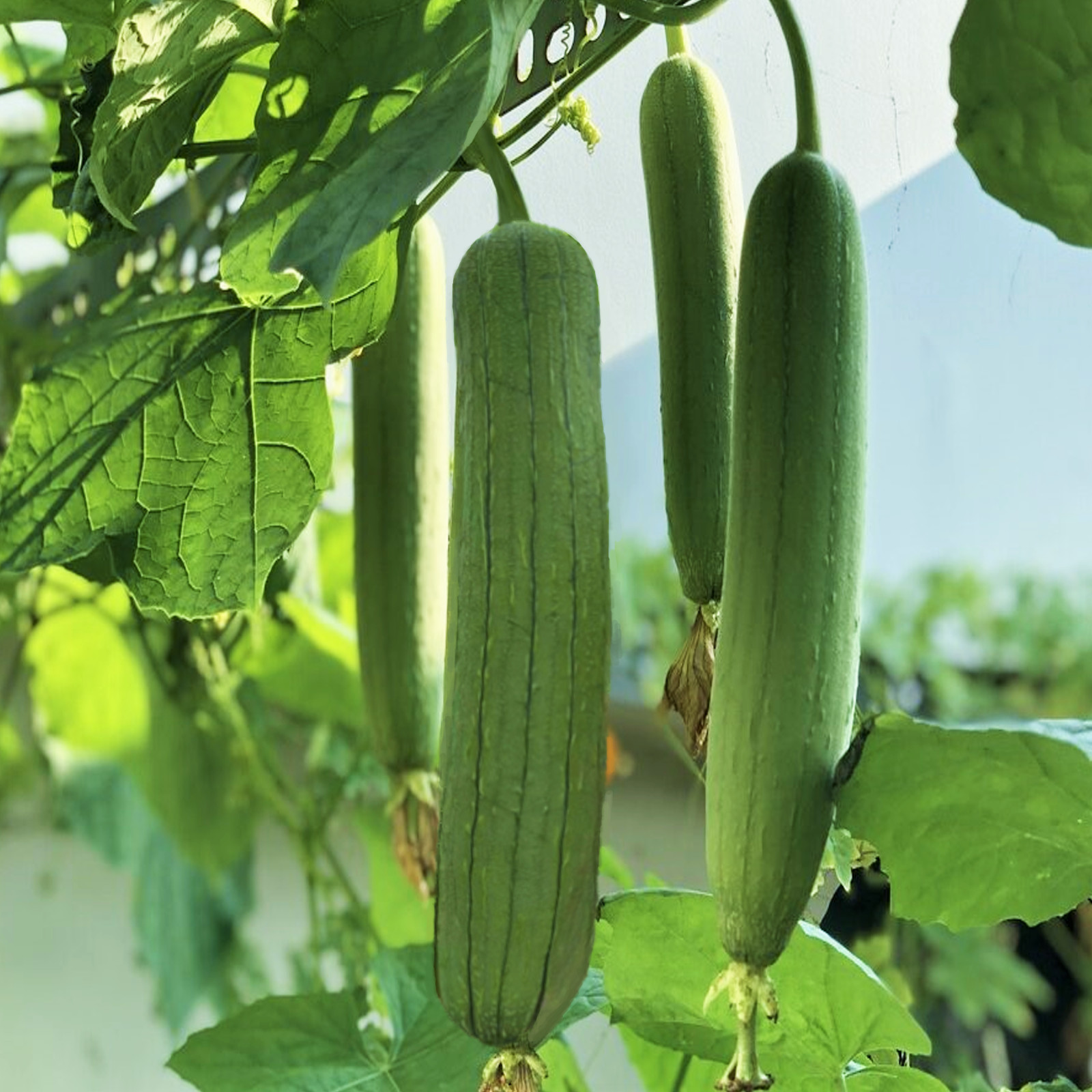 Tri Leaf Luffa Seeds | Smooth Sponge Gourd Loofah Snake Melon Asian Seed 2024