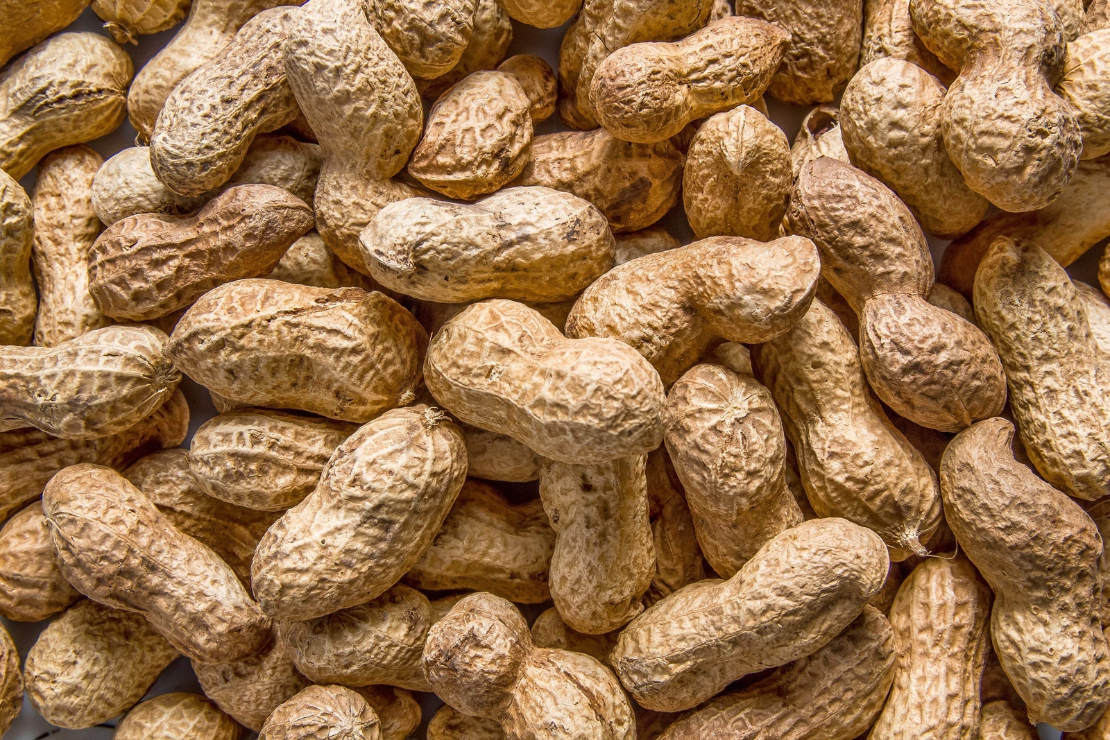 15 Seeds ‘ JUMBO ‘ VIRGINIA PEANUT Arachis Hypogaea Perennial Nut Plant