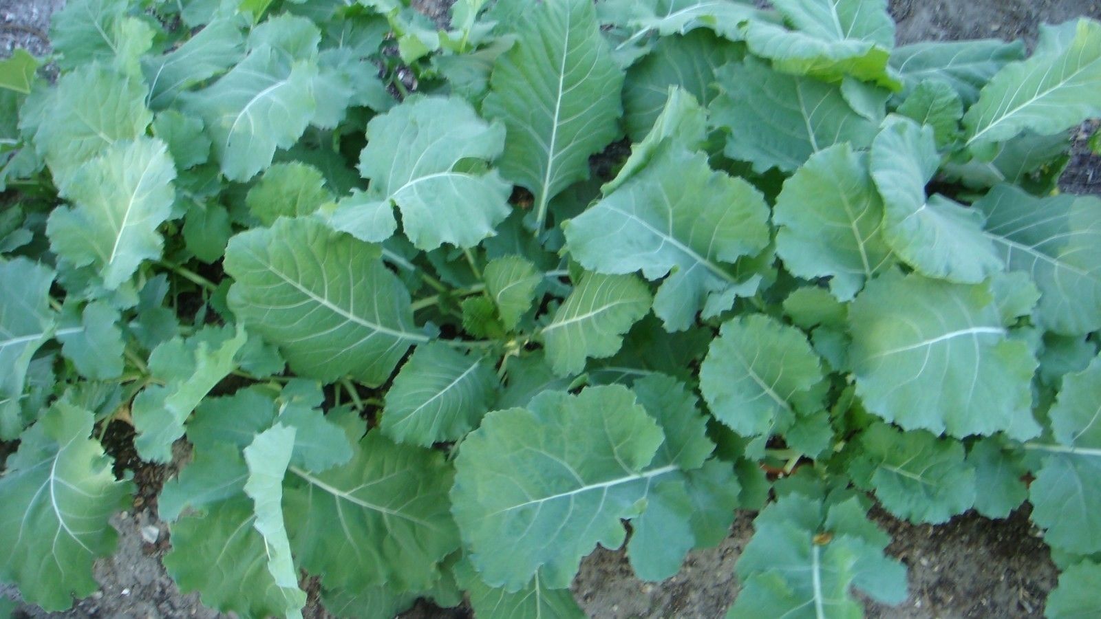 Georgia Southern Collard Seeds, NON-GMO, Creole, Variety Sizes, FREE SHIPPING