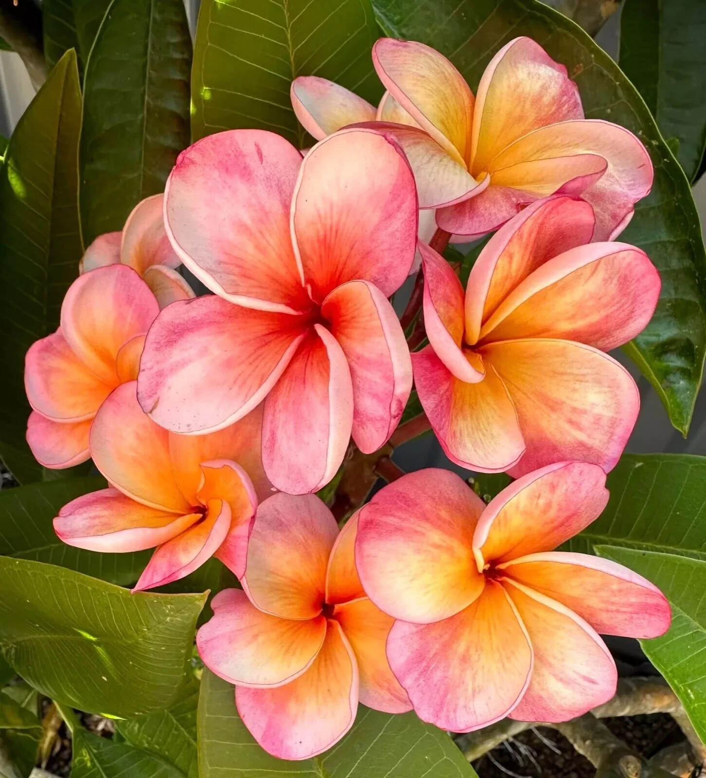 5 Pink Orange Plumeria Seeds Perennial Flowers Flower Frangipani US SELLER