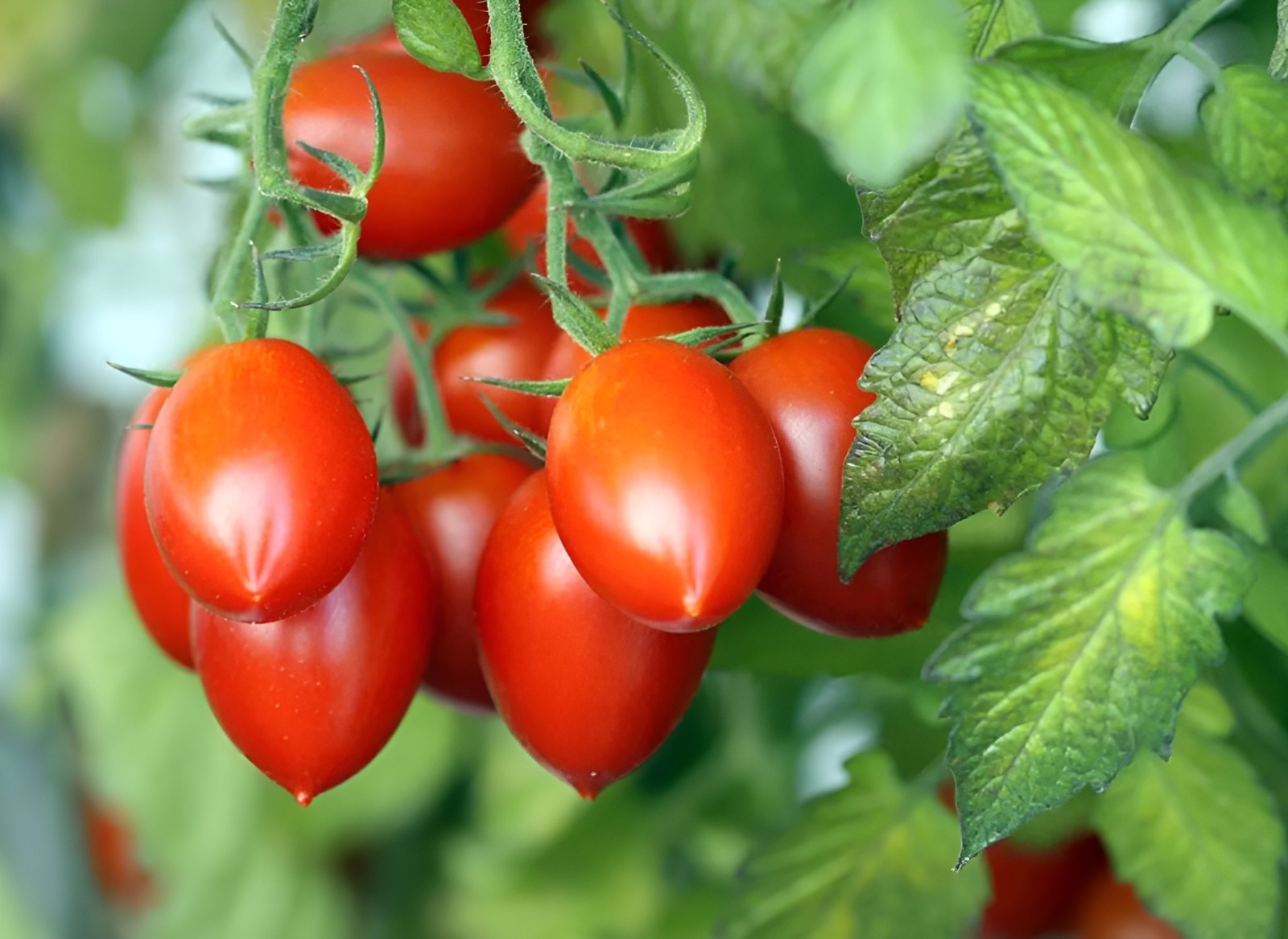 100 Heirloom Roma VF Tomato Seeds – Highly Disease Resistant Determinate Roma