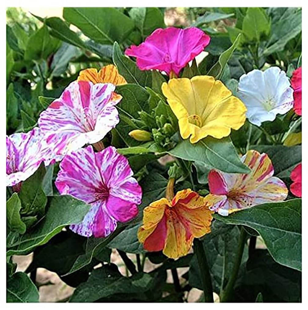 80 Broken Colors Four O’Clock Seeds – Tender Perennial That Reseeds Easily