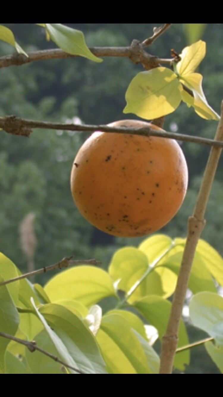 Rare Exotic Tropical Tree 5 Seeds – Strychnos Species Botanical Specimen