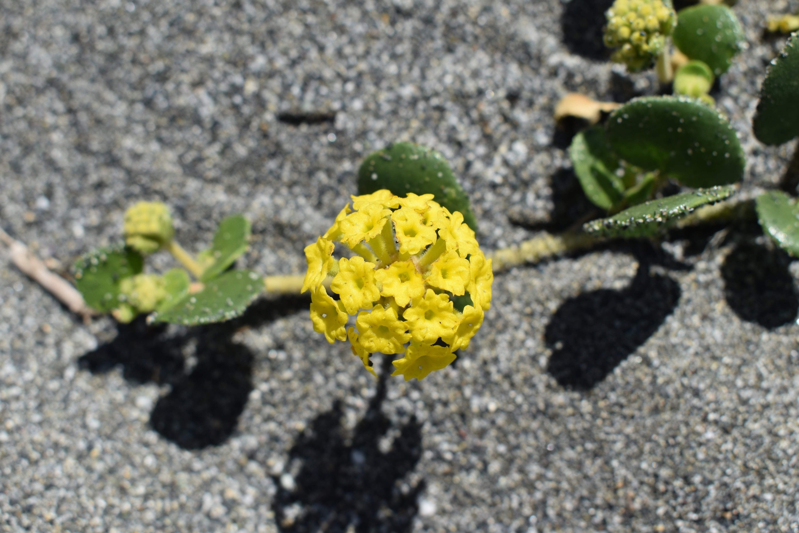 20 YELLOW SAND VERBENA Coastal Abronia Latifolia Arenaria Flower Seeds *Comb S/H
