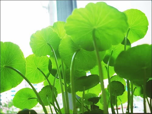 PENNYWORT , GOTU KOLA, CENTELLA ASIATICA SEEDS, HẠT RAU MÁ LÁ LỚN (+200 PCS)