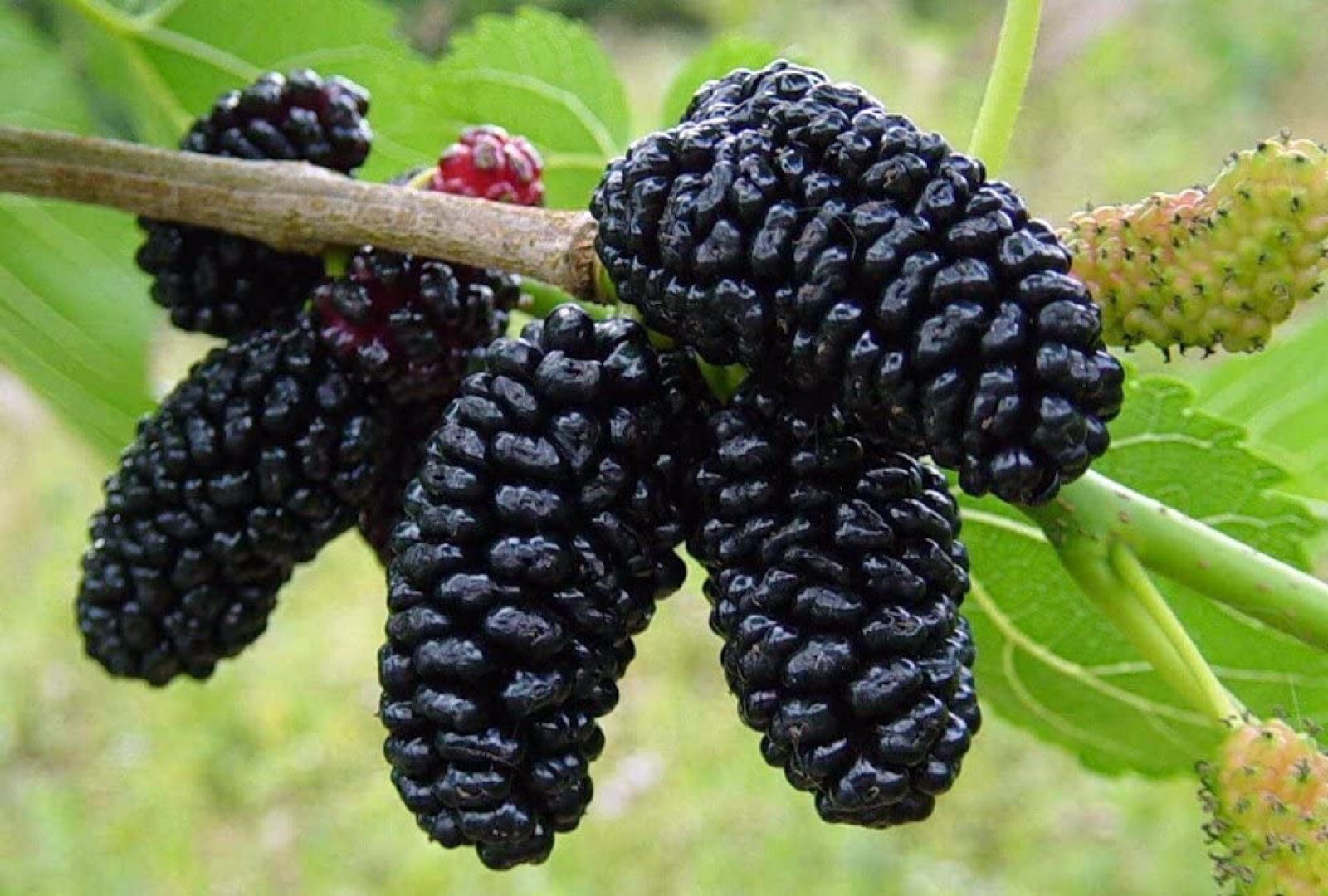 Dwarf black Mulberry ‘Dwarf Everbearing’ (Morus nigra) 5-10′ tall