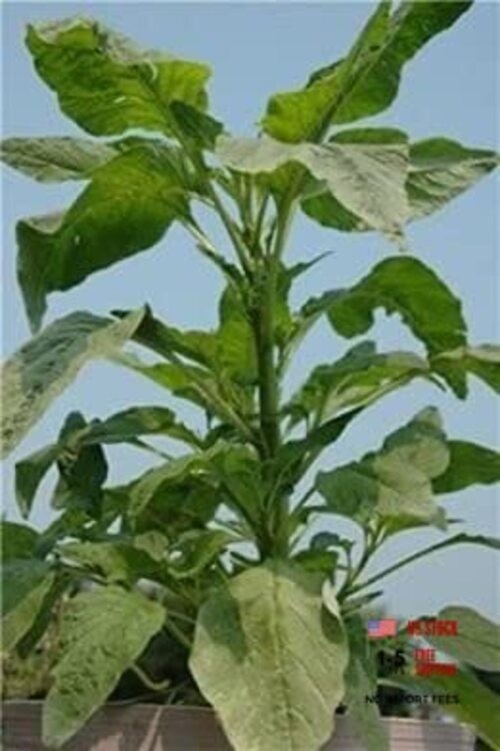 100 Seeds/My Favorite Deals Green Callaloo, Jamaican Callaloo, Amaranth
