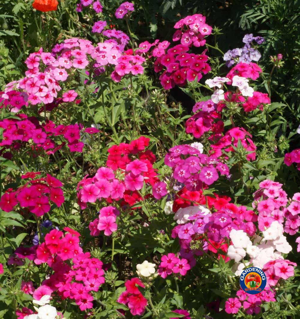 1oz Mixed Drummond Phlox Drummondii Flower Seeds (15,000+ Seeds)