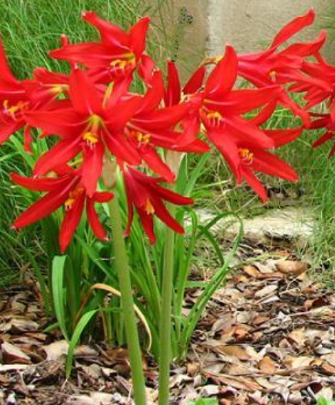 Oxblood Lily Bulbs Lilies Rain Schoolhouse Hurricane Rhodophiala bifida -3 bulbs