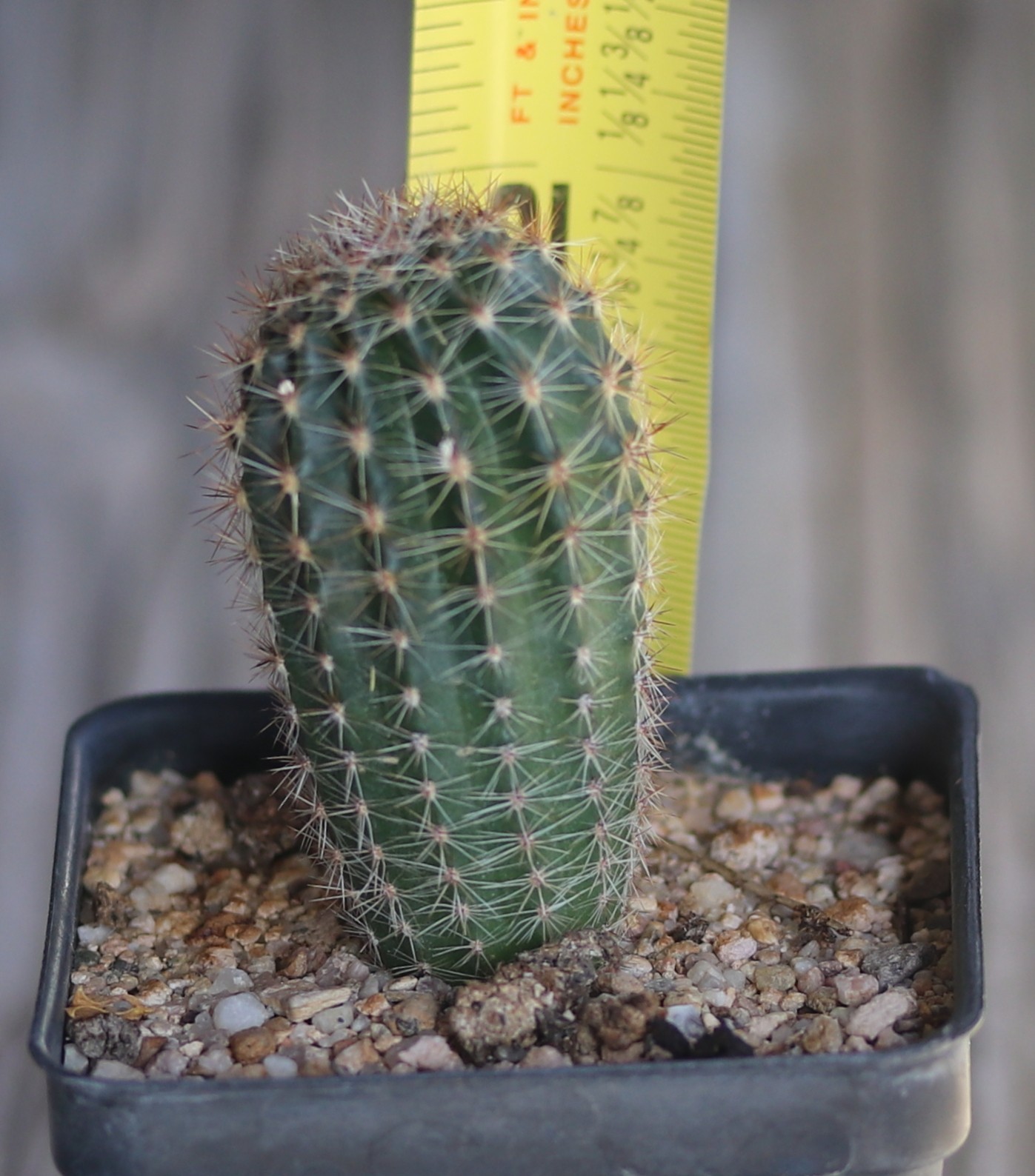 Echinopsis hybrid ‘Peach Festival’