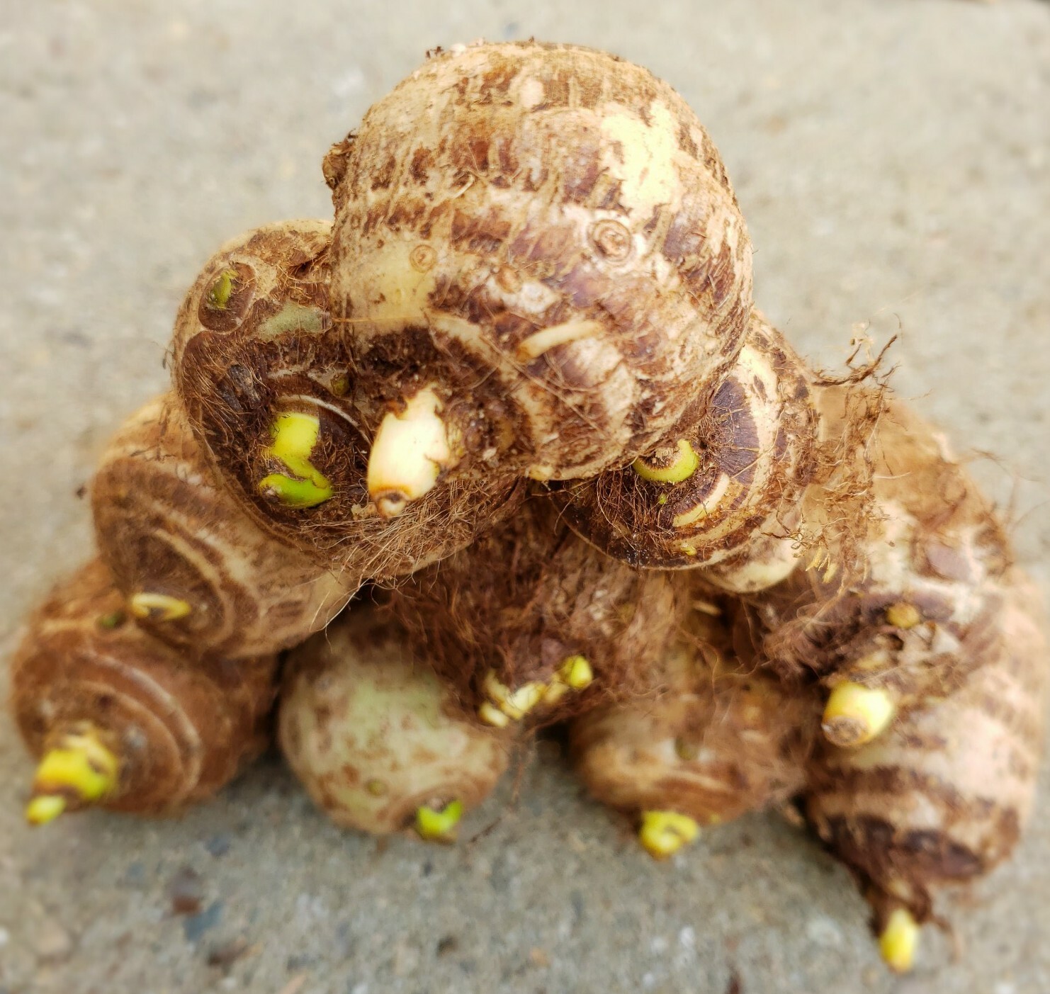 15 LIVE Elephant Ear Taro Kalo Eddo Colocasia Esculenta Gabi Bulb READY to GROW