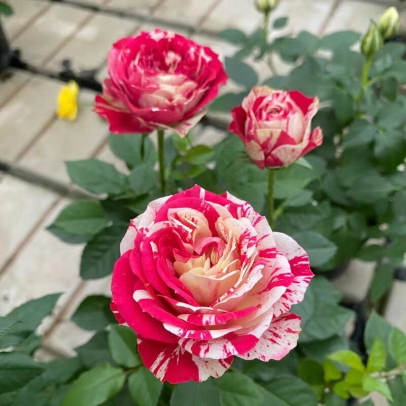 25 PACK STRIPED hybrid ROSE SEEDS for germination garden flower bed plant bush