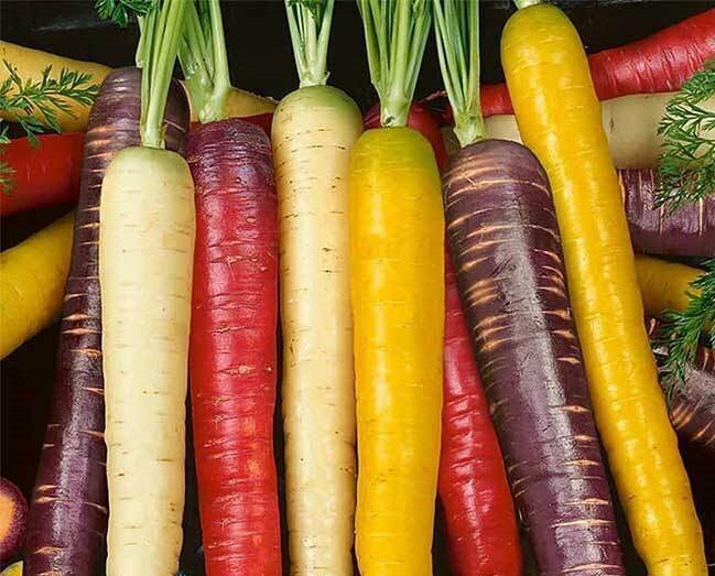 Carrot Seeds – Rainbow Blend – Heirlooms – 1.gram
