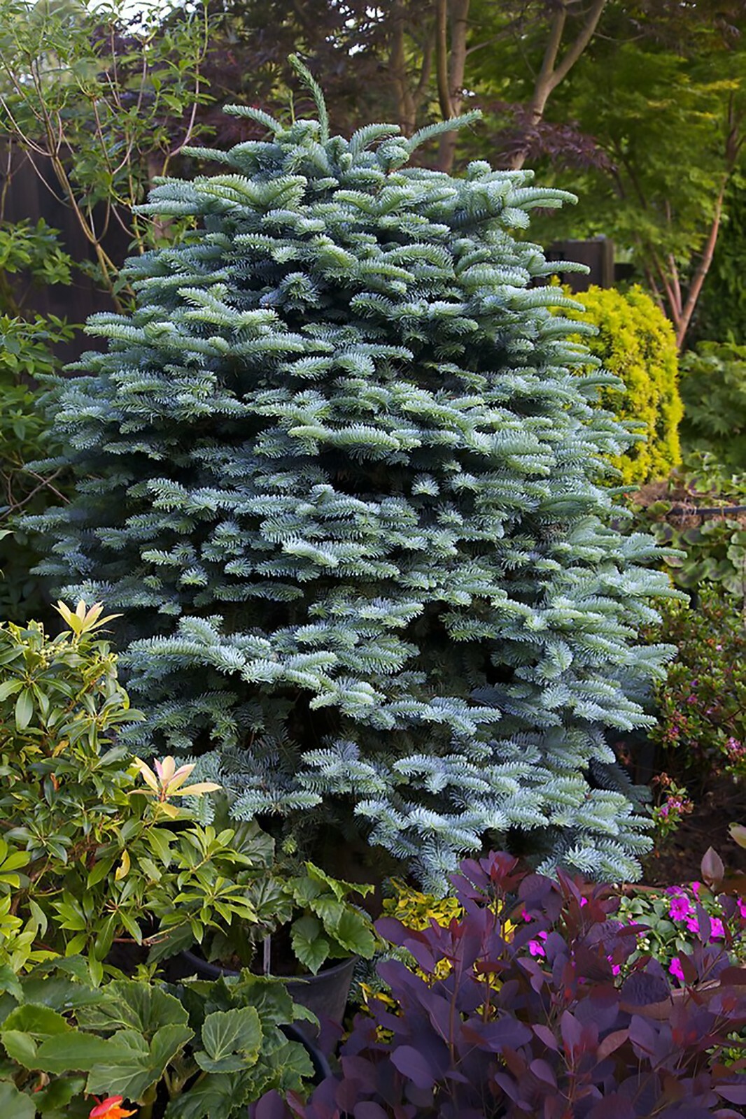 Blue Noble Fir, Abies procera glauca, (Abies nobilis), Tree Seeds (Evergreen)