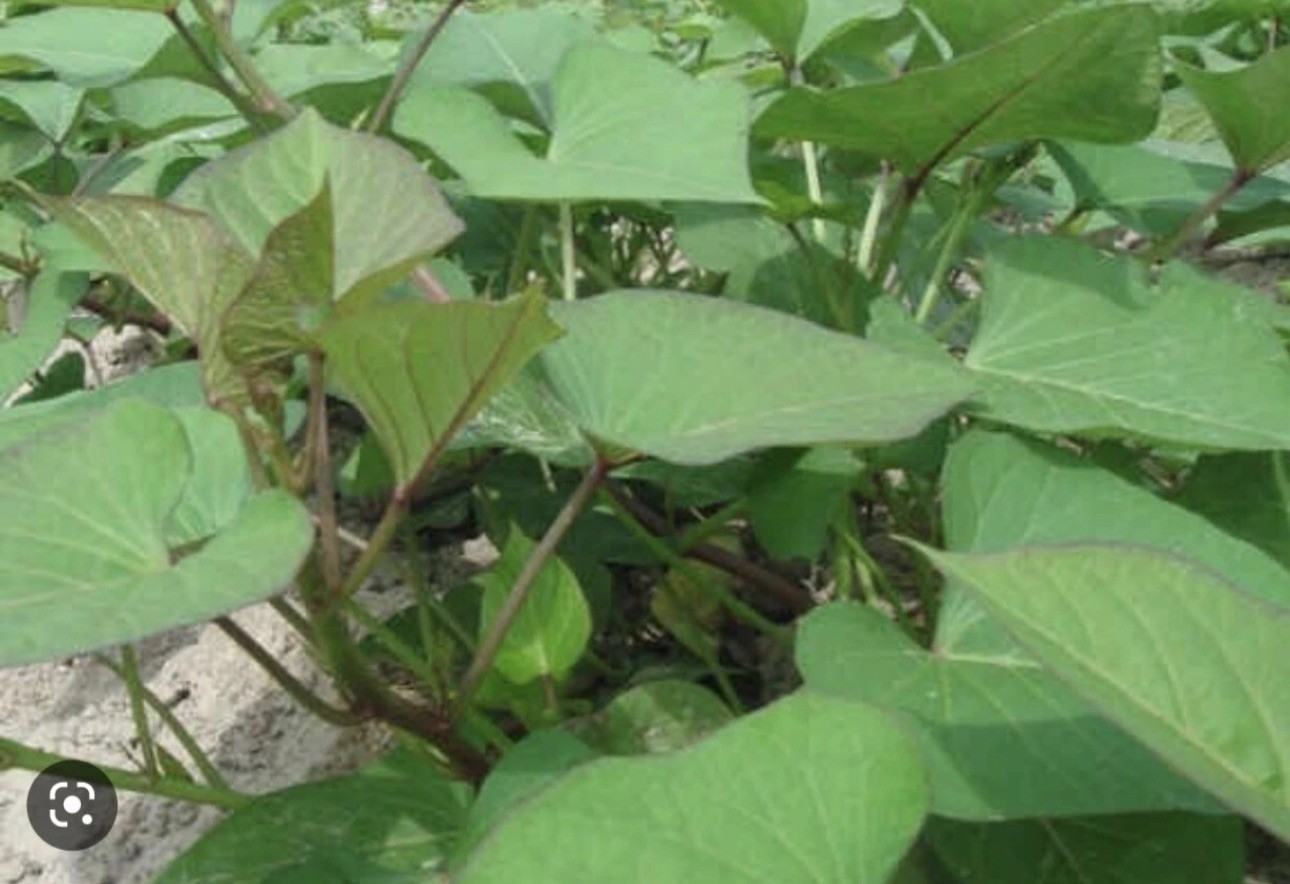 20 Sweet Potato Slips / Cuttings Of Purple +Japanese Red+ Okinawa+white