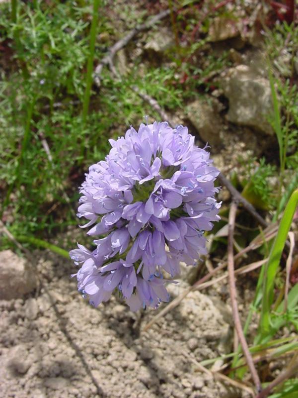 401+GLOBE GILIA THIMBLE Flower Seeds Native Southwest Wildflower Drought Heat