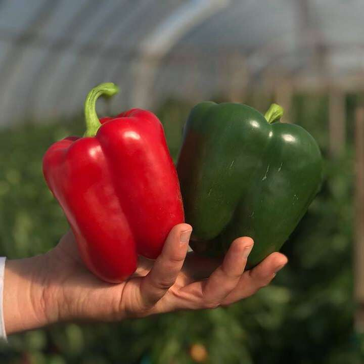 150 Cali Wonder Bell Pepper Seeds – Large – High Yields – Garden Classic