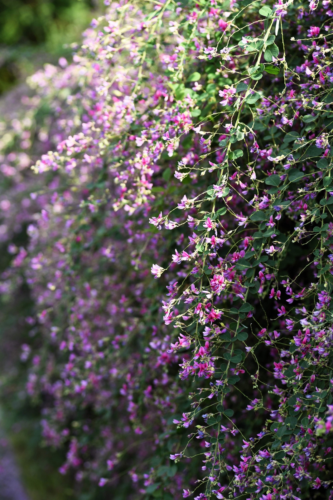 100 SLENDER BUSH CLOVER Lespedeza Virginica Shrub Pink Purple Flower Seeds